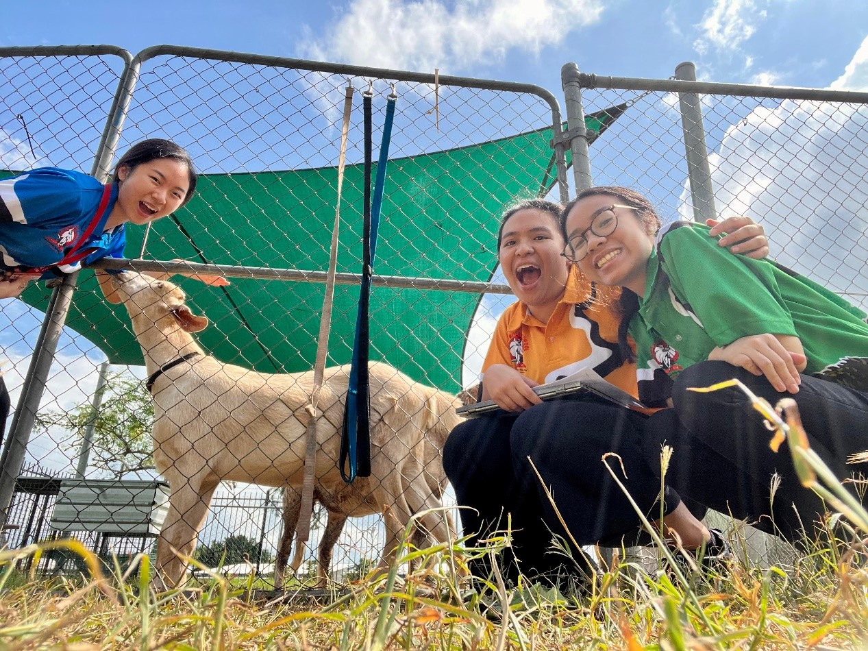 Three speech pathology students with a cow
